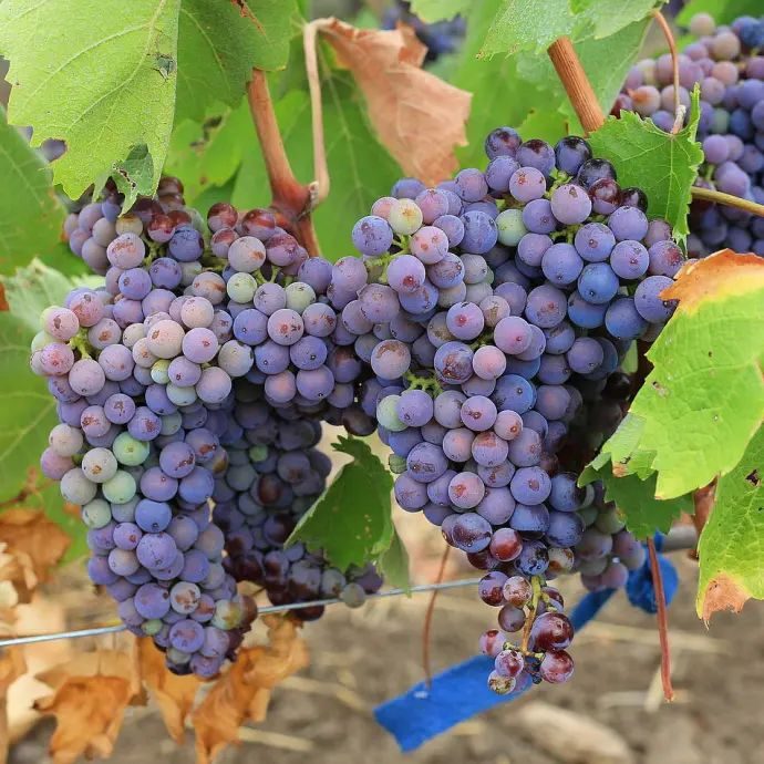 Афиша: vıstavka Moskovskogo kluba vinogradarey